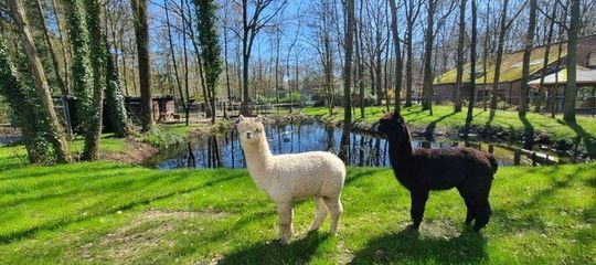 Afstudeerklas VTI bouwt alpacaverblijf voor Boris en Hugo